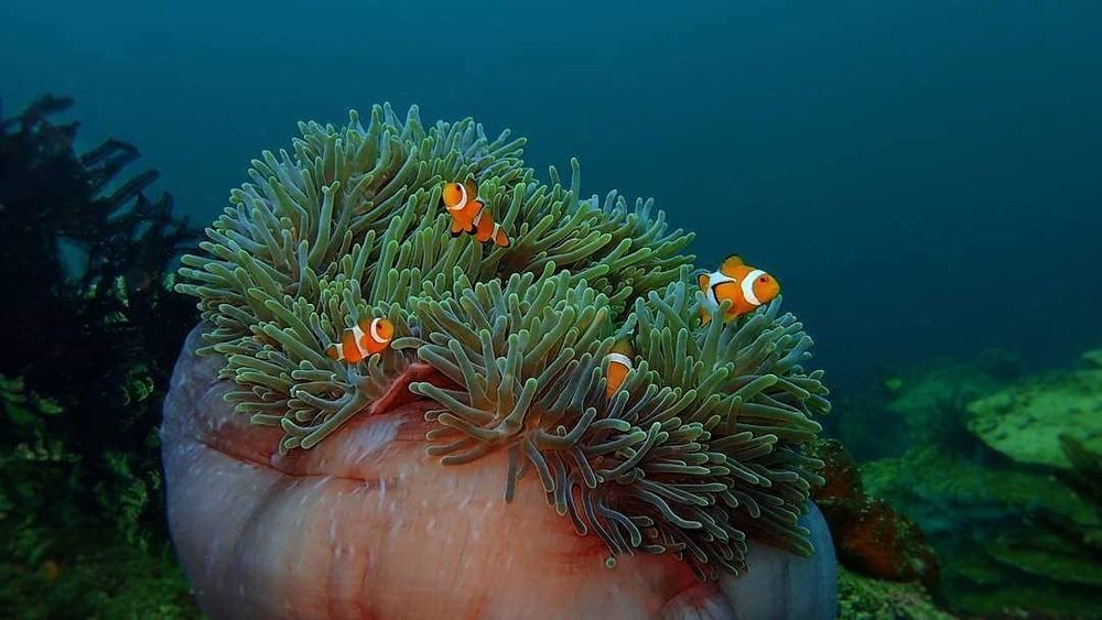Tunku Abdul Rahman Marine Park best place to snorkel in Malaysia