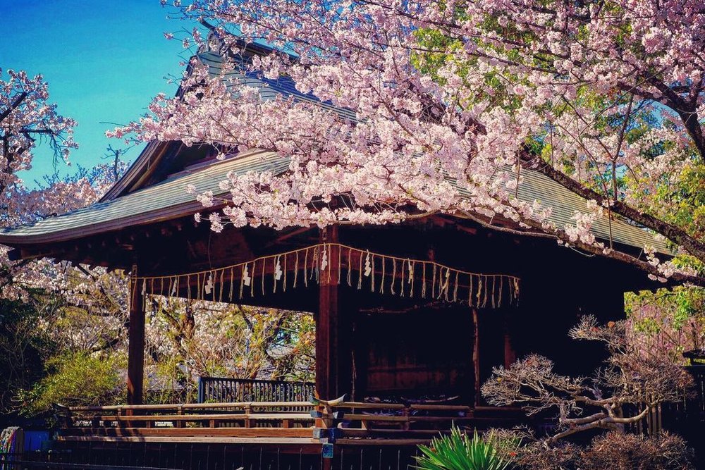 上野東照宮と桜