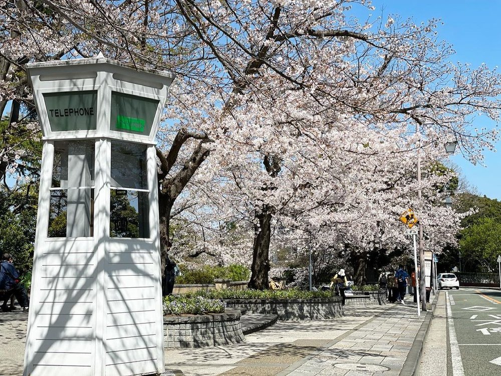 元町公園の白いポストと桜並木