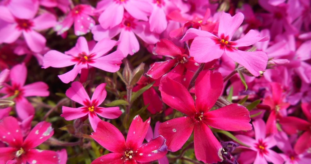 東京ドイツ村の芝桜が一面咲いている様子