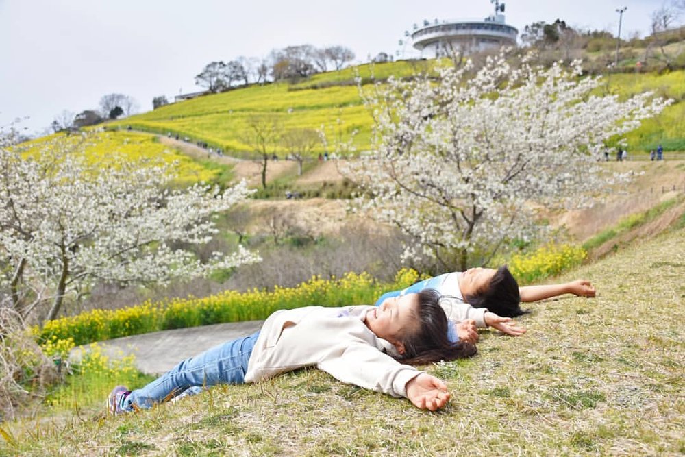 桜と菜の花が咲くマザー牧場の芝生に寝転ぶ子ども2人