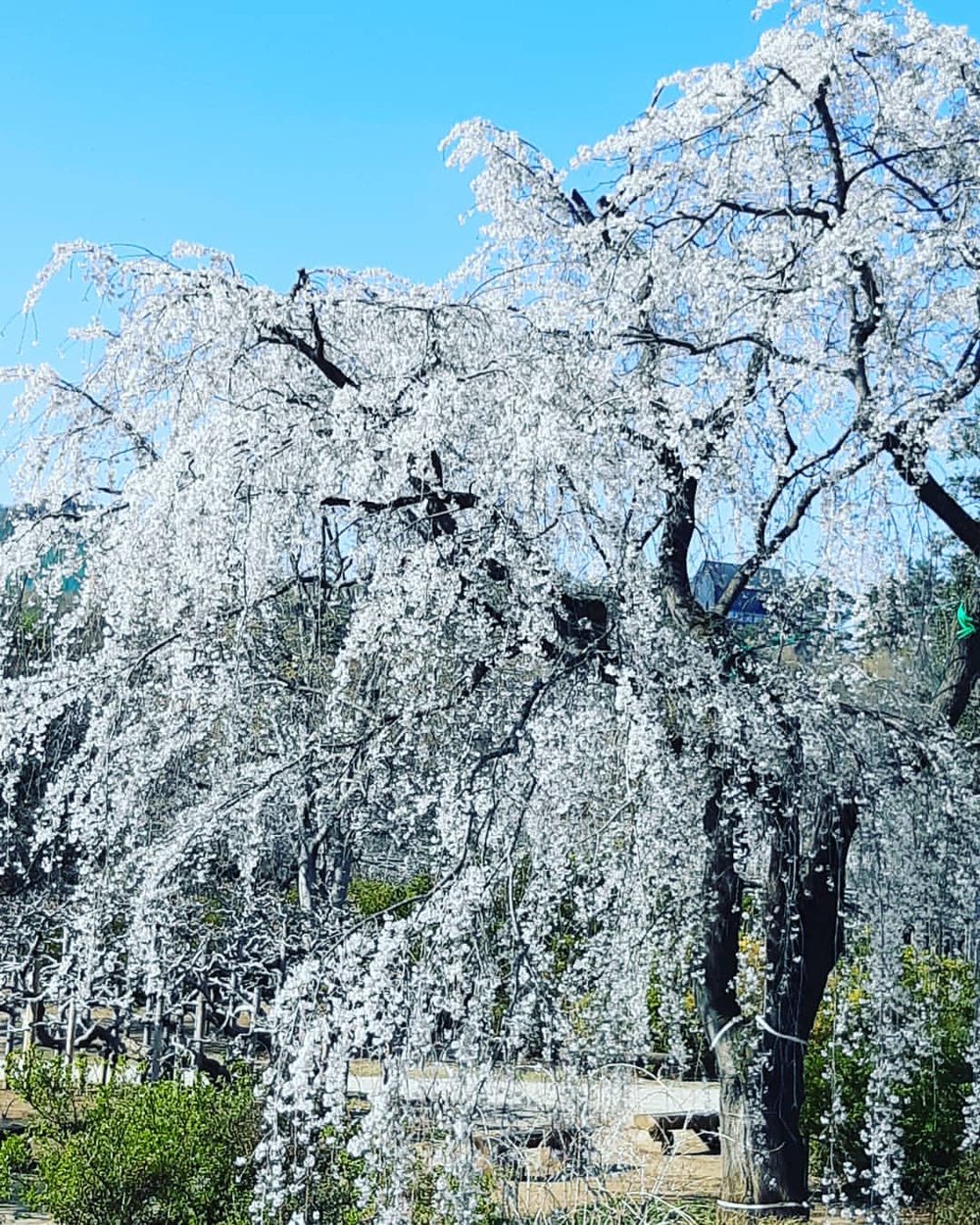 あしかがフラワーパークの枝垂れ桜