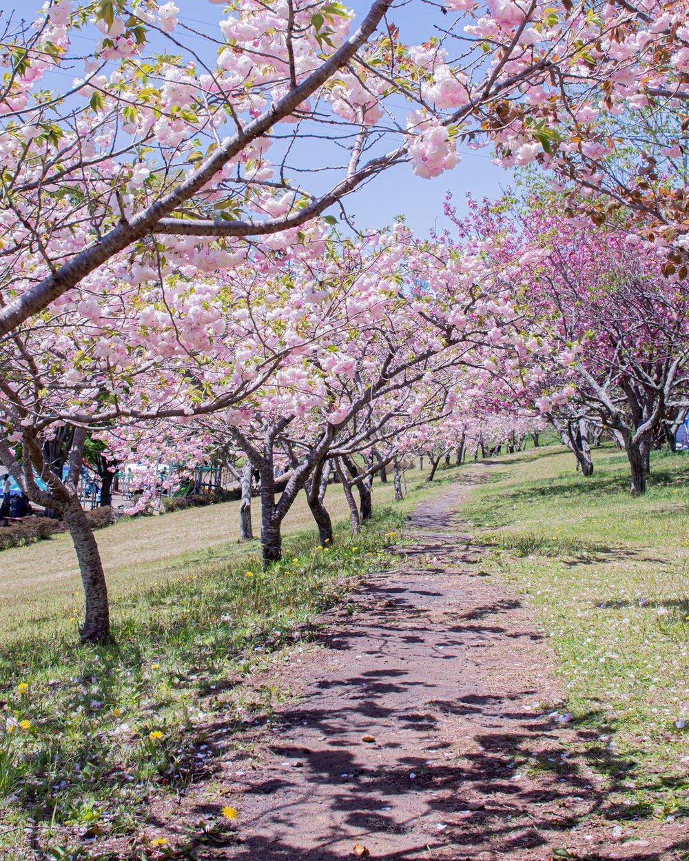 静峰ふるさと公園の八重桜の並木道
