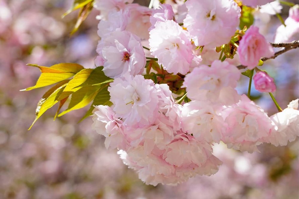 八重桜のアップ