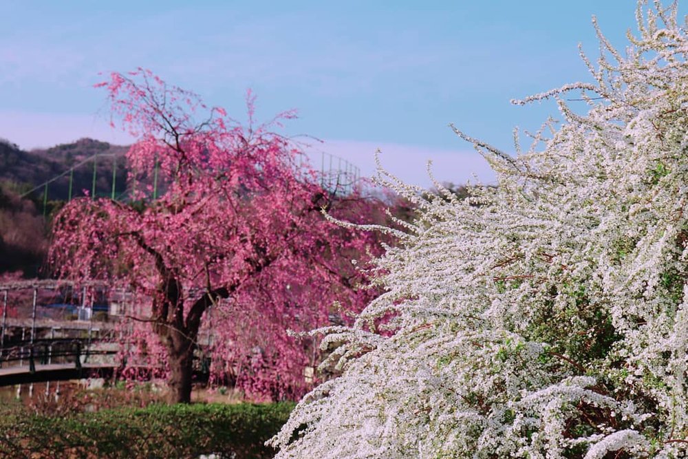 あしかがフラワーパークの雪柳と枝垂れ桜
