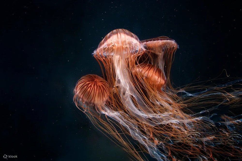 Thủy cung Georgia ở Atlanta, Florida