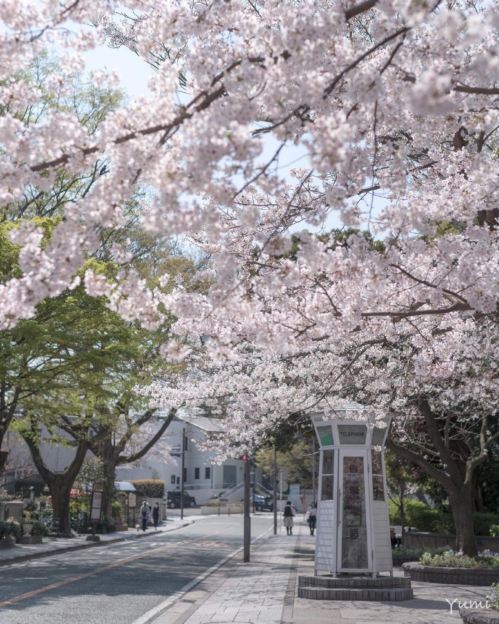 元町公園の桜と白いポスト　縦位置