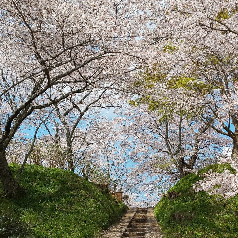 茂木城山公園の桜
