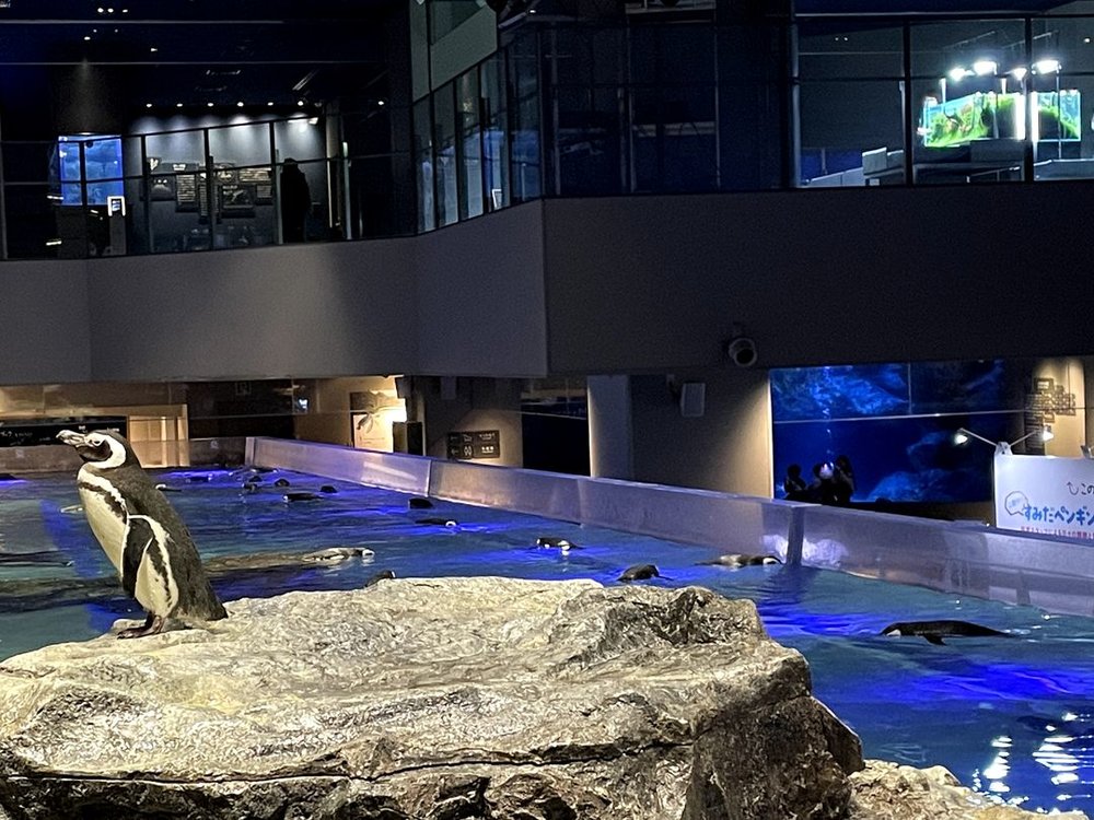 すみだ水族館のペンギン　横から