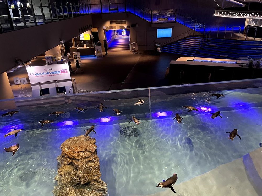 すみだ水族館のペンギン　上から