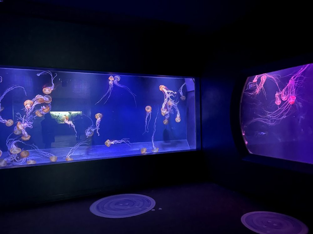 すみだ水族館にクラゲの水槽が二つ並んでいる