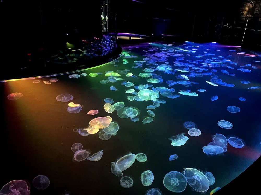 すみだ水族館のクラゲが虹色に輝いている　ビッグシャーレ