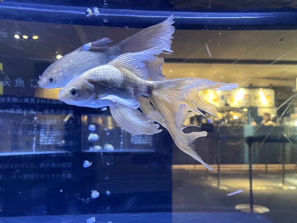 すみだ水族館の銀色の金魚