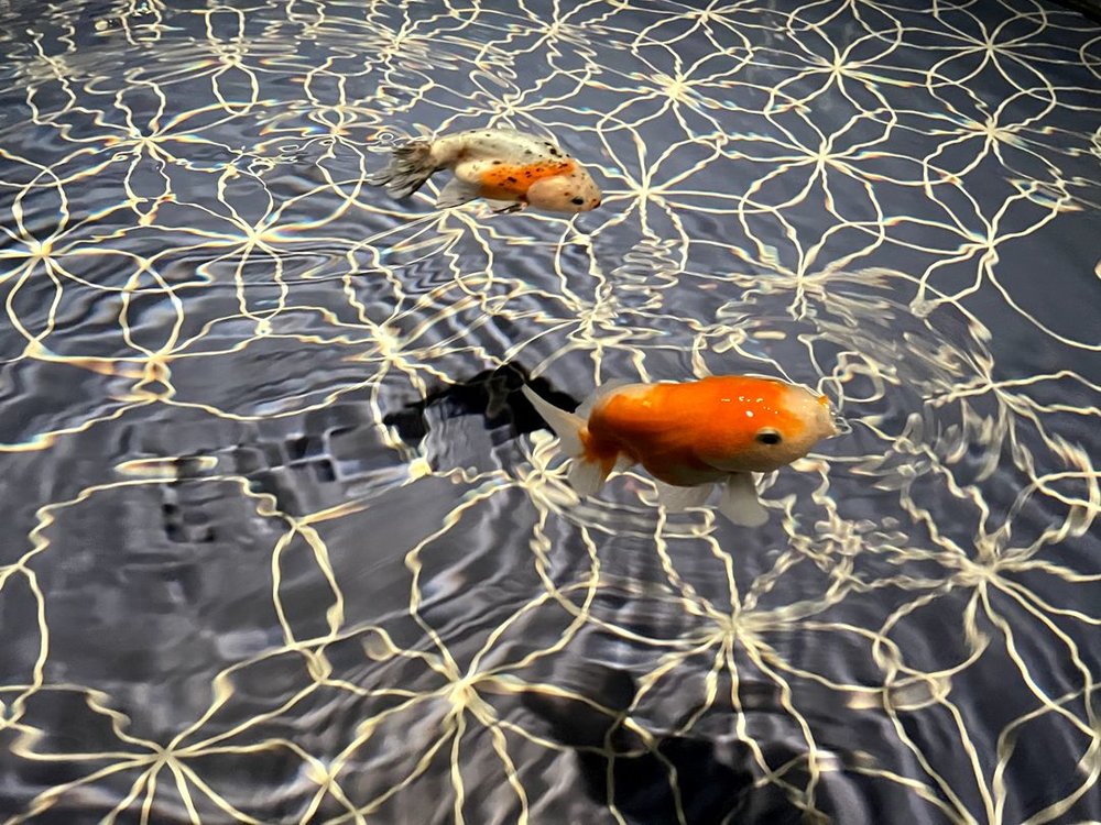  すみだ水族館の出目金