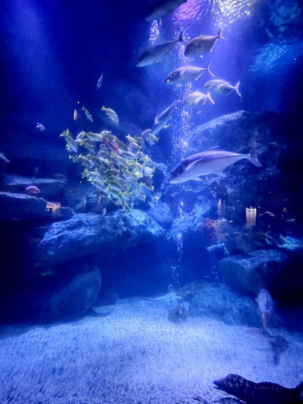 すみだ水族館の小笠原大水槽