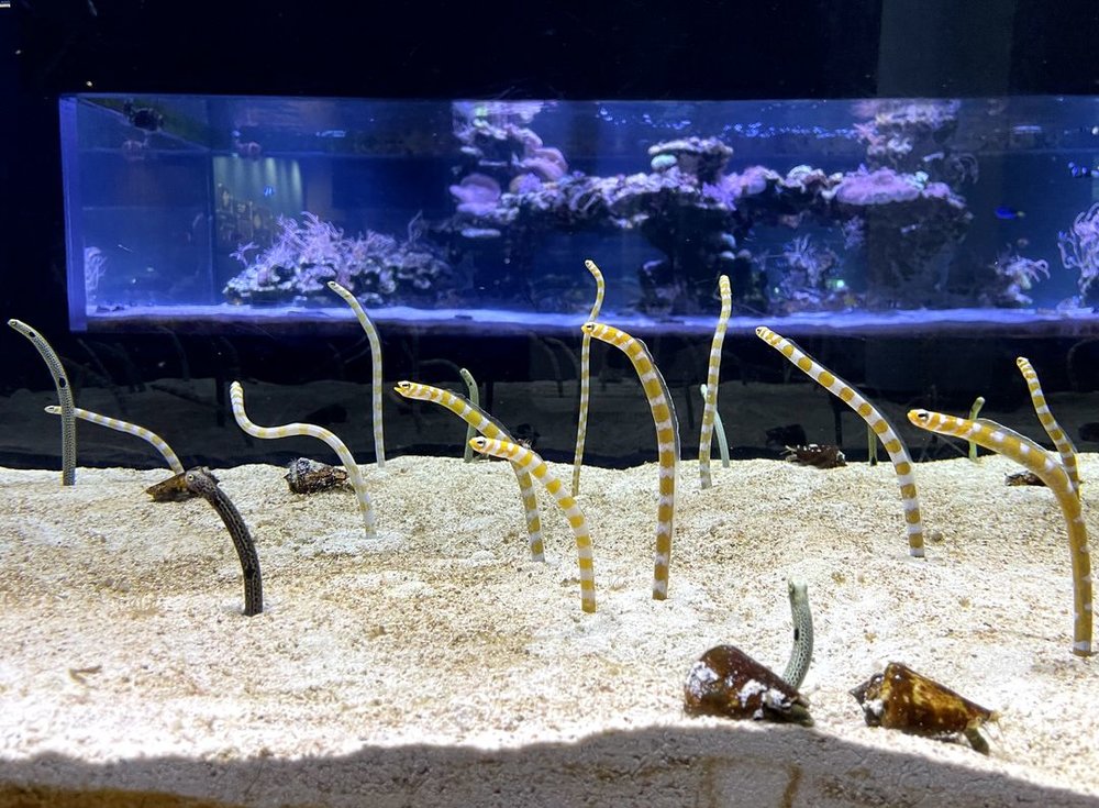 すみだ水族館のチンアナゴ