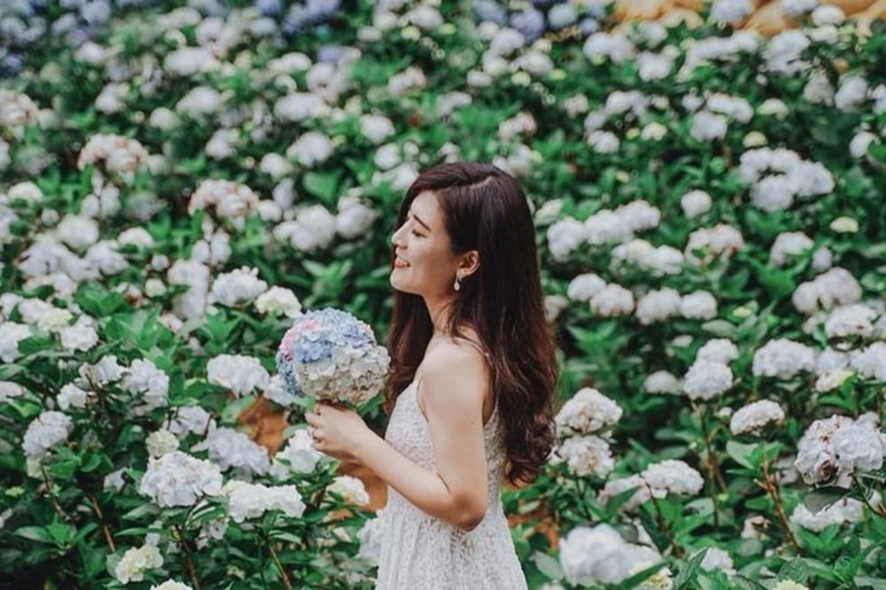 台北陽明山繡球花