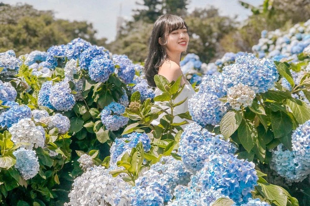 台北繡球花景點:午後陽光繡球花田