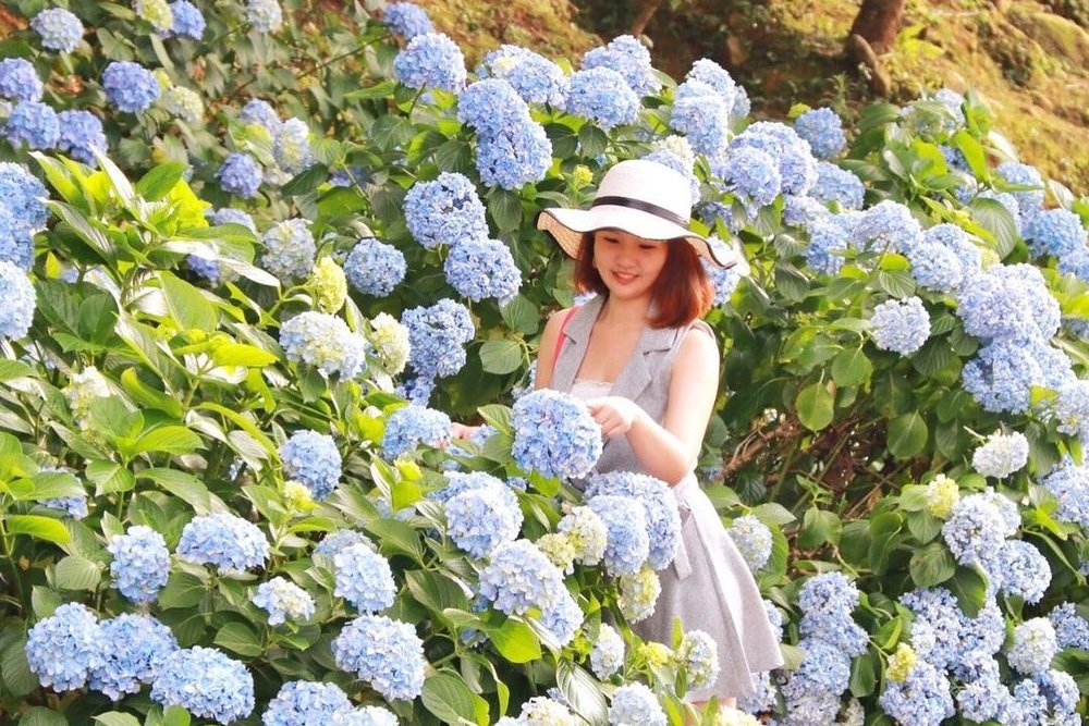 苗栗繡球花景點:高山青