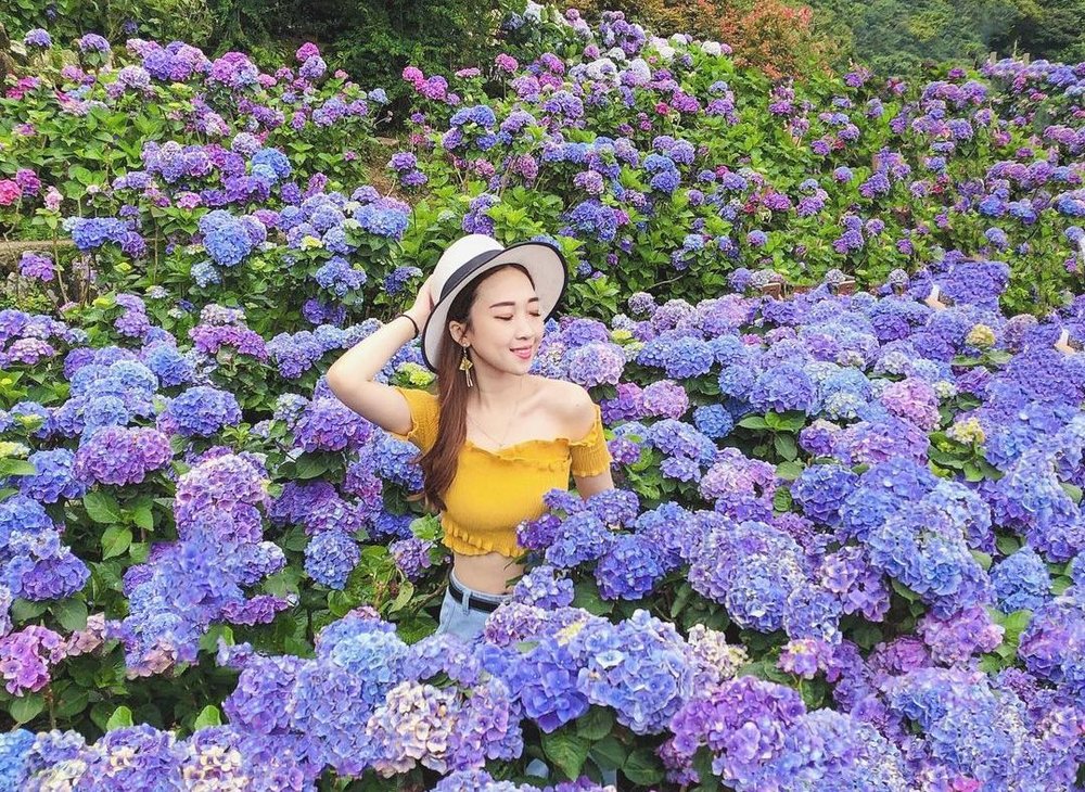 台北繡球花景點:大賞園海芋園