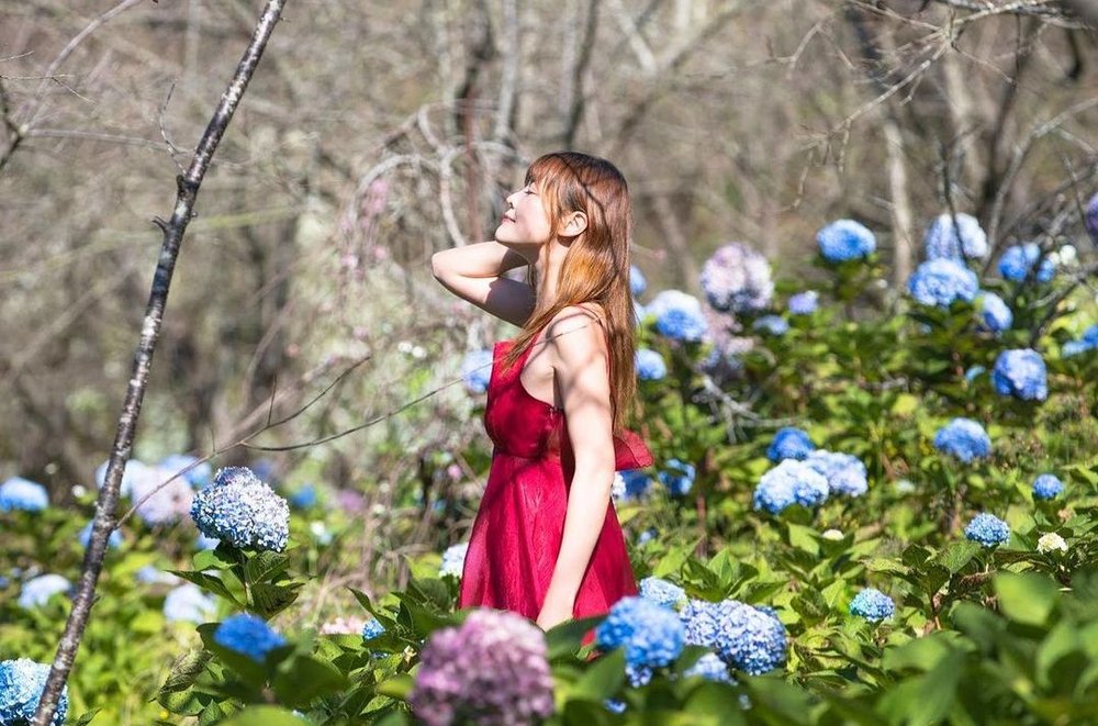 台中繡球花景點:沐心泉休閒農場