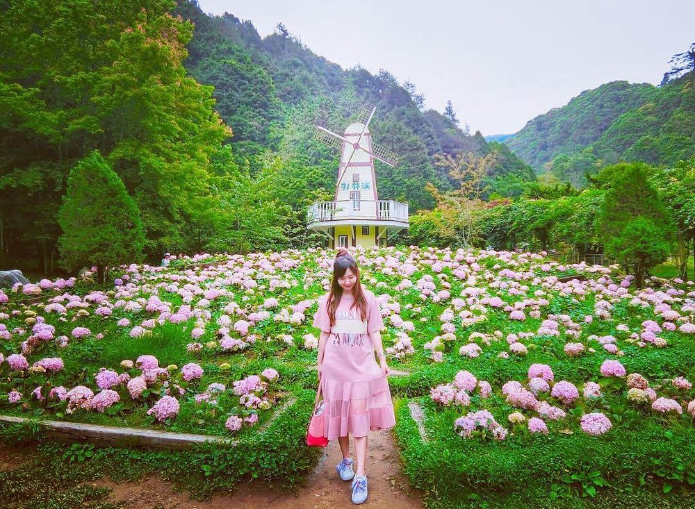 南投繡球花景點:杉林溪生態渡假園區
