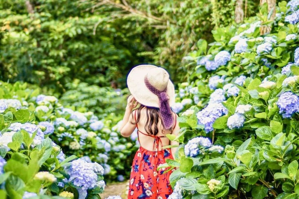 台東繡球花景點:青山農場