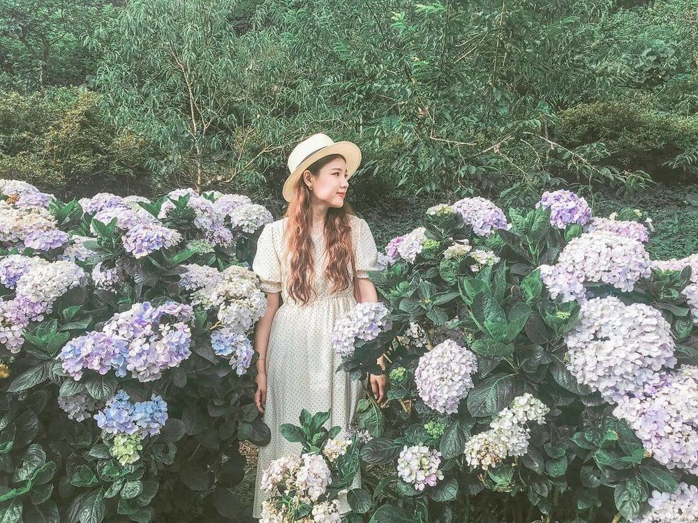 台東繡球花景點推薦:青山農場