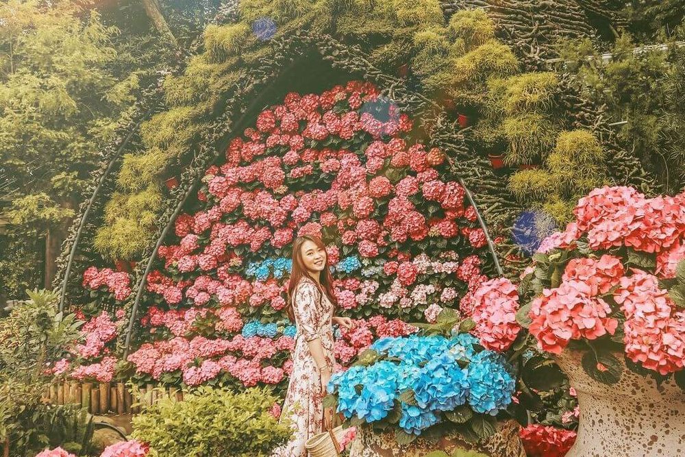 苗栗繡球花景點:花露農場