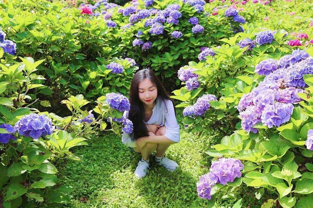 宜蘭繡球花景點:明池國家森林遊樂區