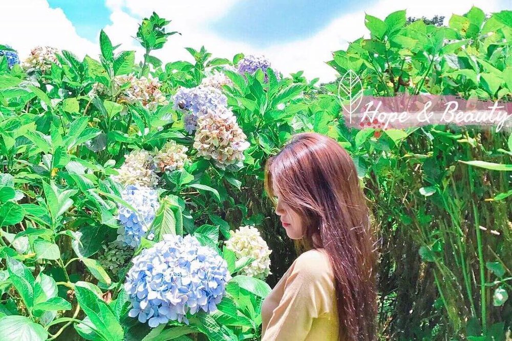 宜蘭繡球花推薦:明池國家森林遊樂區