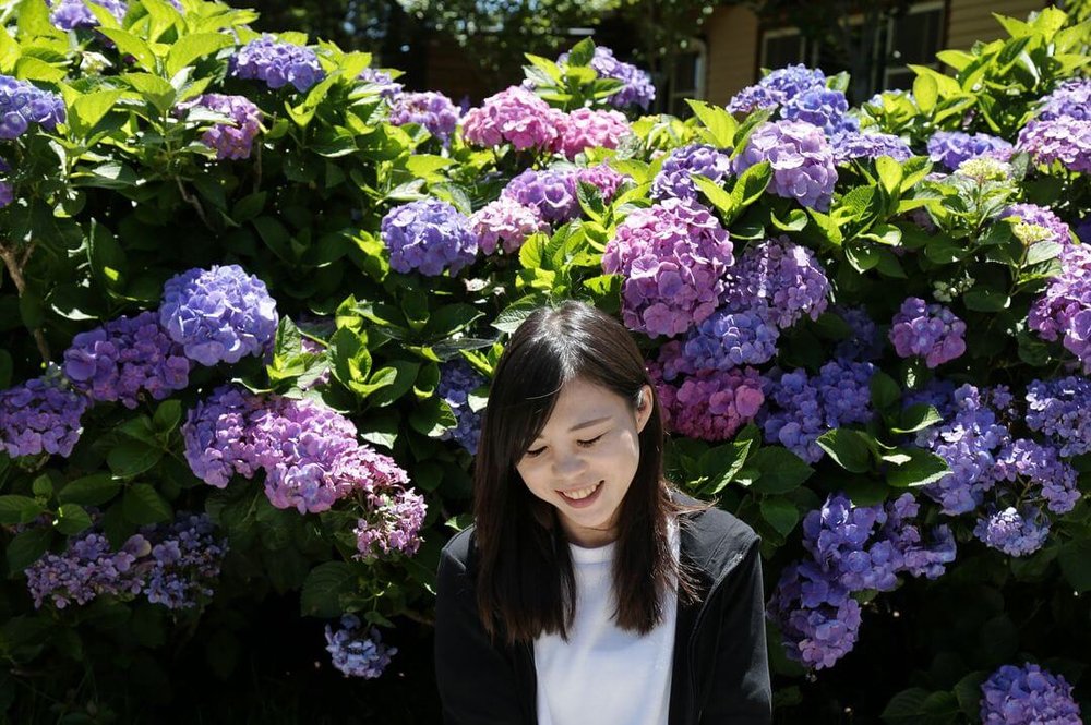 新竹繡球花推薦:雪霸休閒農場