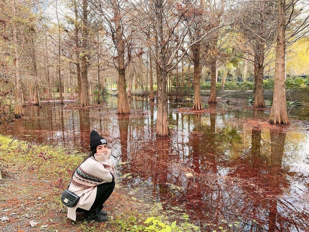 花蓮景點:鈺展苗圃落羽松