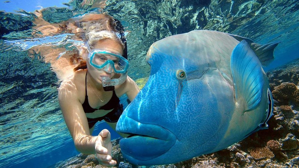 The Great Barrier Reef is home to thousands of species that make up one of the most complex ecosystems globally.