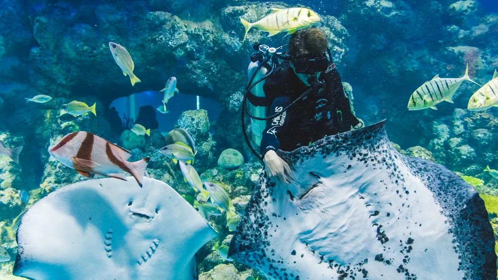 Meet Cairn’s quirkiest residents inside the Cairns Aquarium