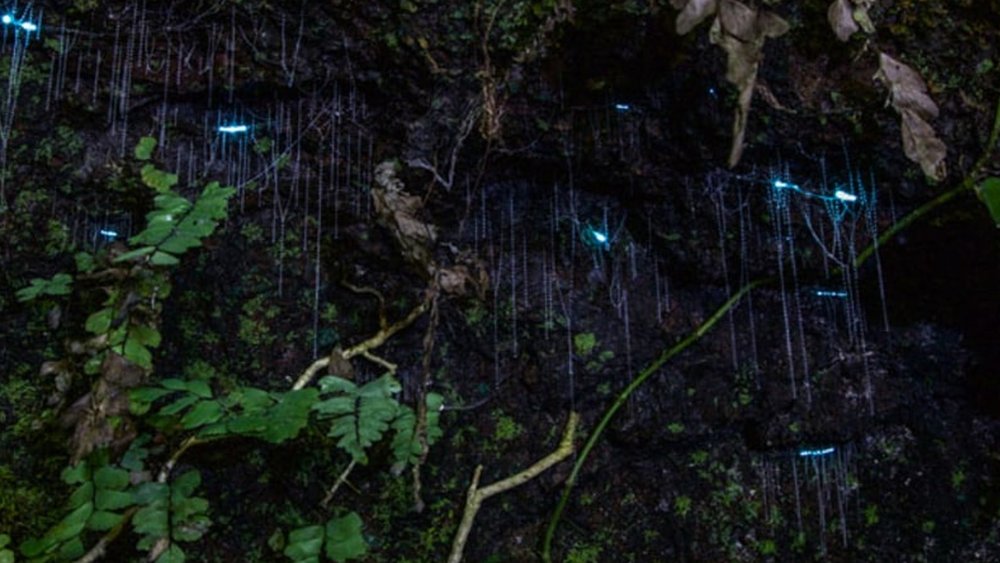  Aside from glow worms, you can also spot bioluminescent mushrooms on this tour.