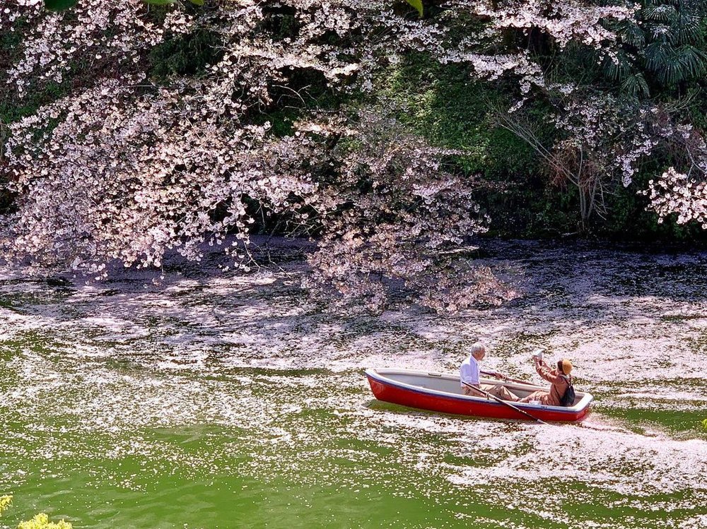 千鳥ヶ淵の桜の下でボートを漕ぐ夫婦