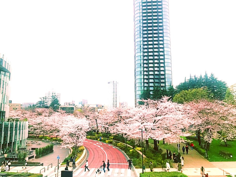 東京ミッドタウンの桜並木
