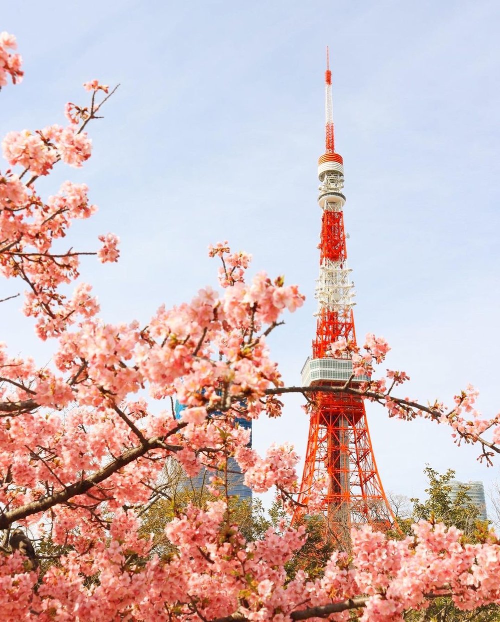 東京タワーをバックに桜が咲いている