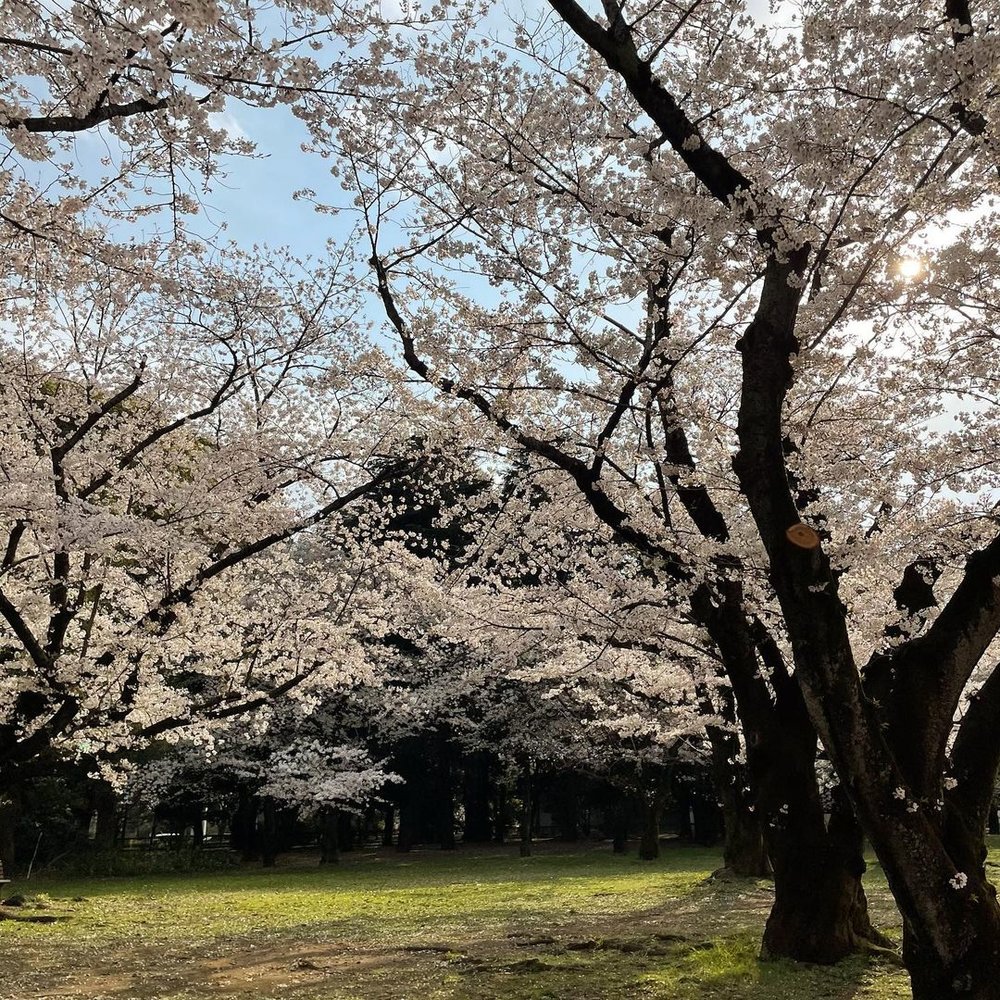代々木公園の桜
