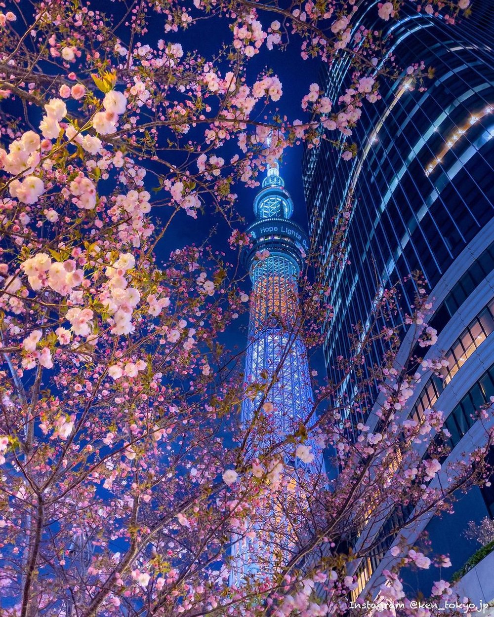 夜の東京スカイツリーと桜