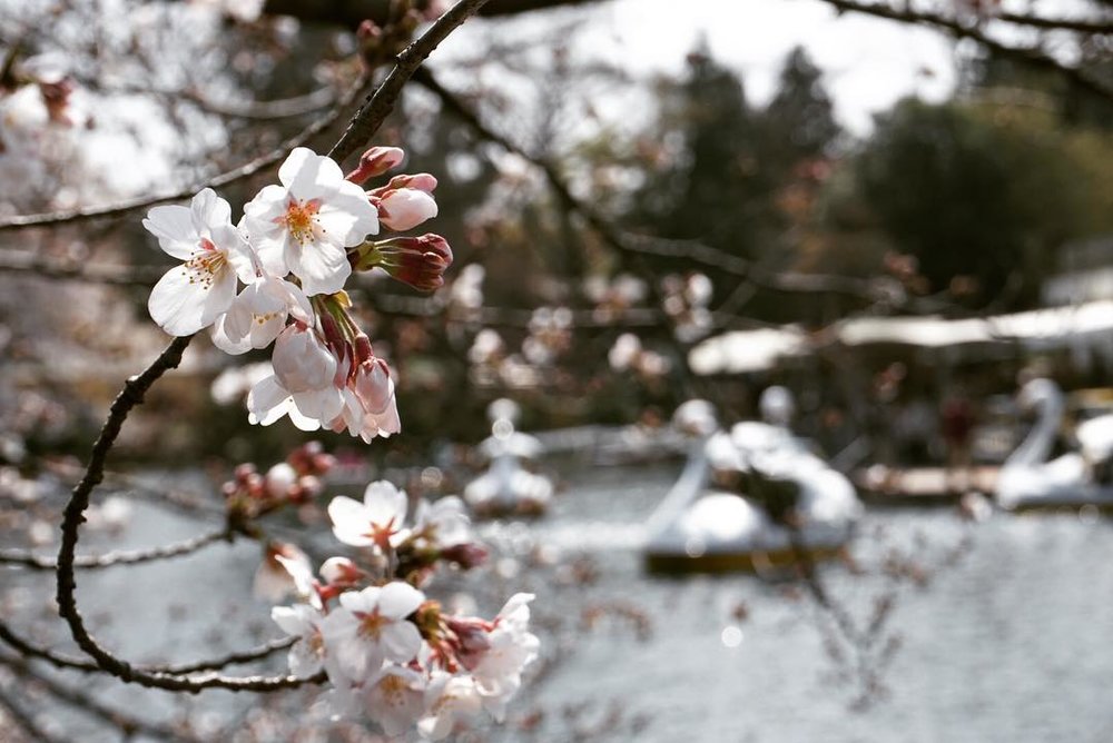 井の頭公園の池と桜