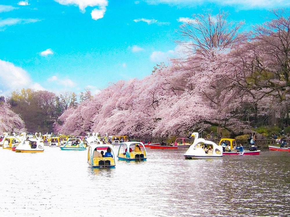 井の頭公園の白鳥ボートと桜
