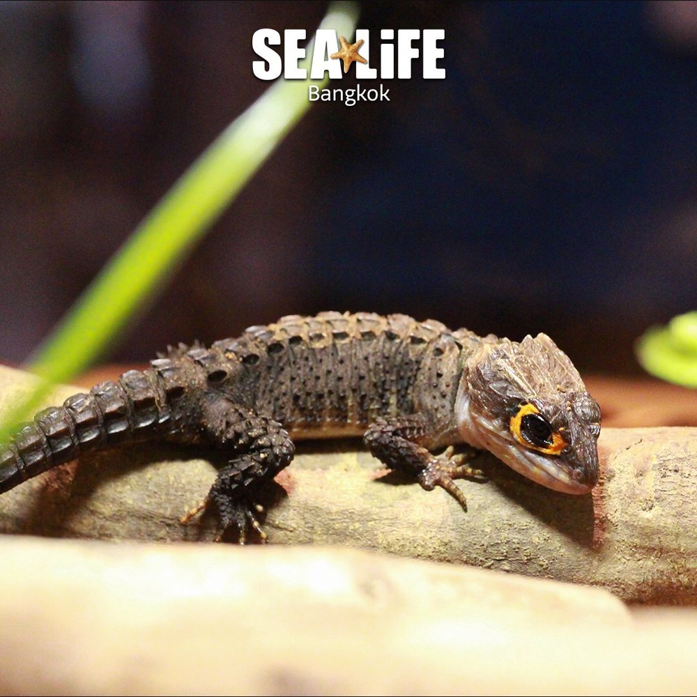 ซีไลฟ์ แบงคอก (SEA LIFE Bangkok) 3