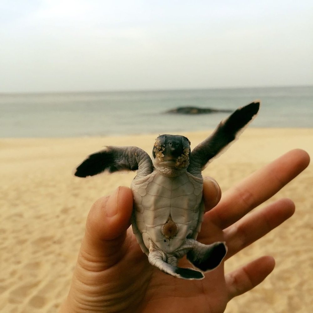 tioman juara turtle project