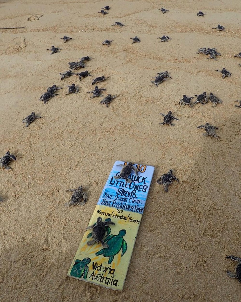 tioman juara turtle project