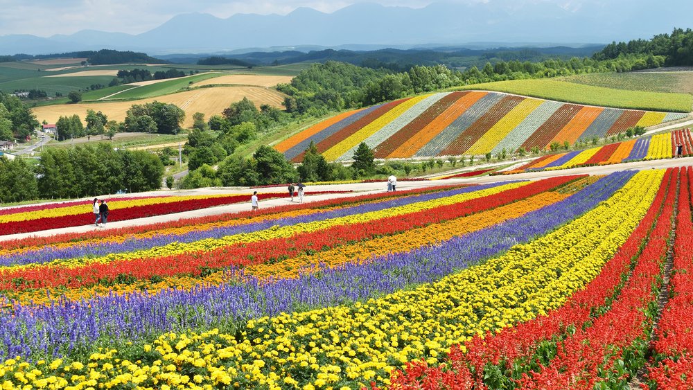 Wake up and smell the blooming flowers at Biei’s fields in Hokkaido. Credit: Ken Shono on Unsplash