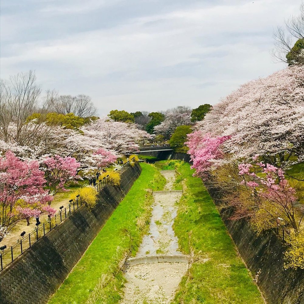 国営昭和記念公園の桜