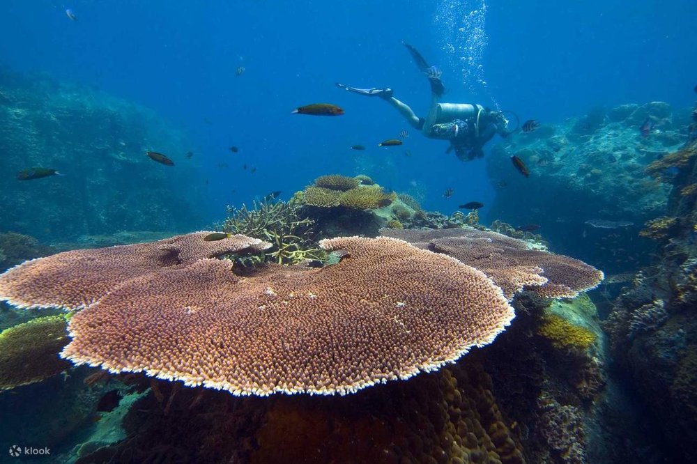 pulau tioman diving