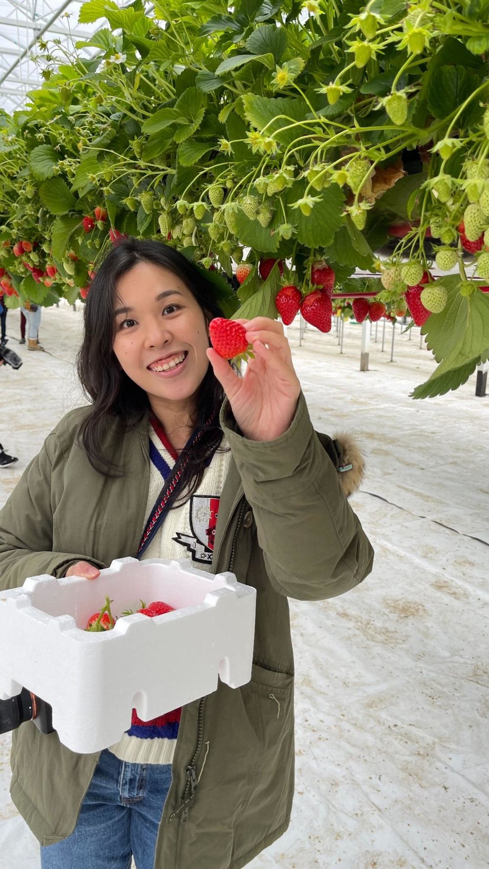 strawberry picking gangwondo
